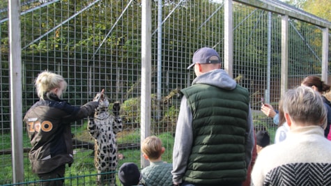 En dyrepasser i Skærup Zoo er ved at fodre en gepard. Børn og voksne ser på.