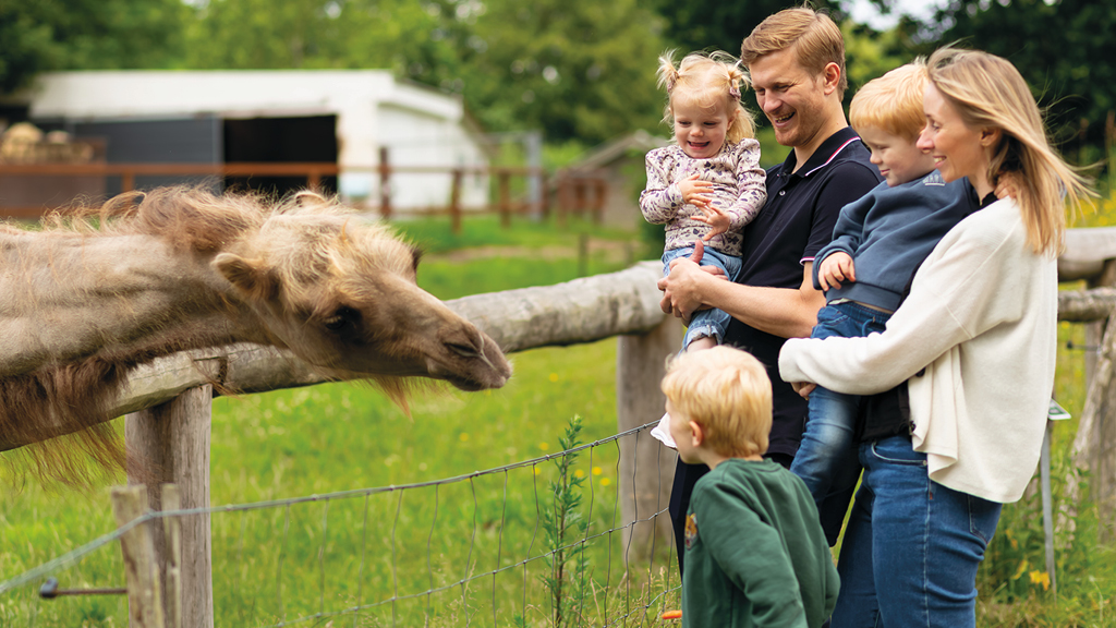 Eine Familie lacht, während ein Kamel seinen Kopf über den Zaun im GIVSKUD ZOO streckt, und die Kinder das Tier fasziniert betrachten.