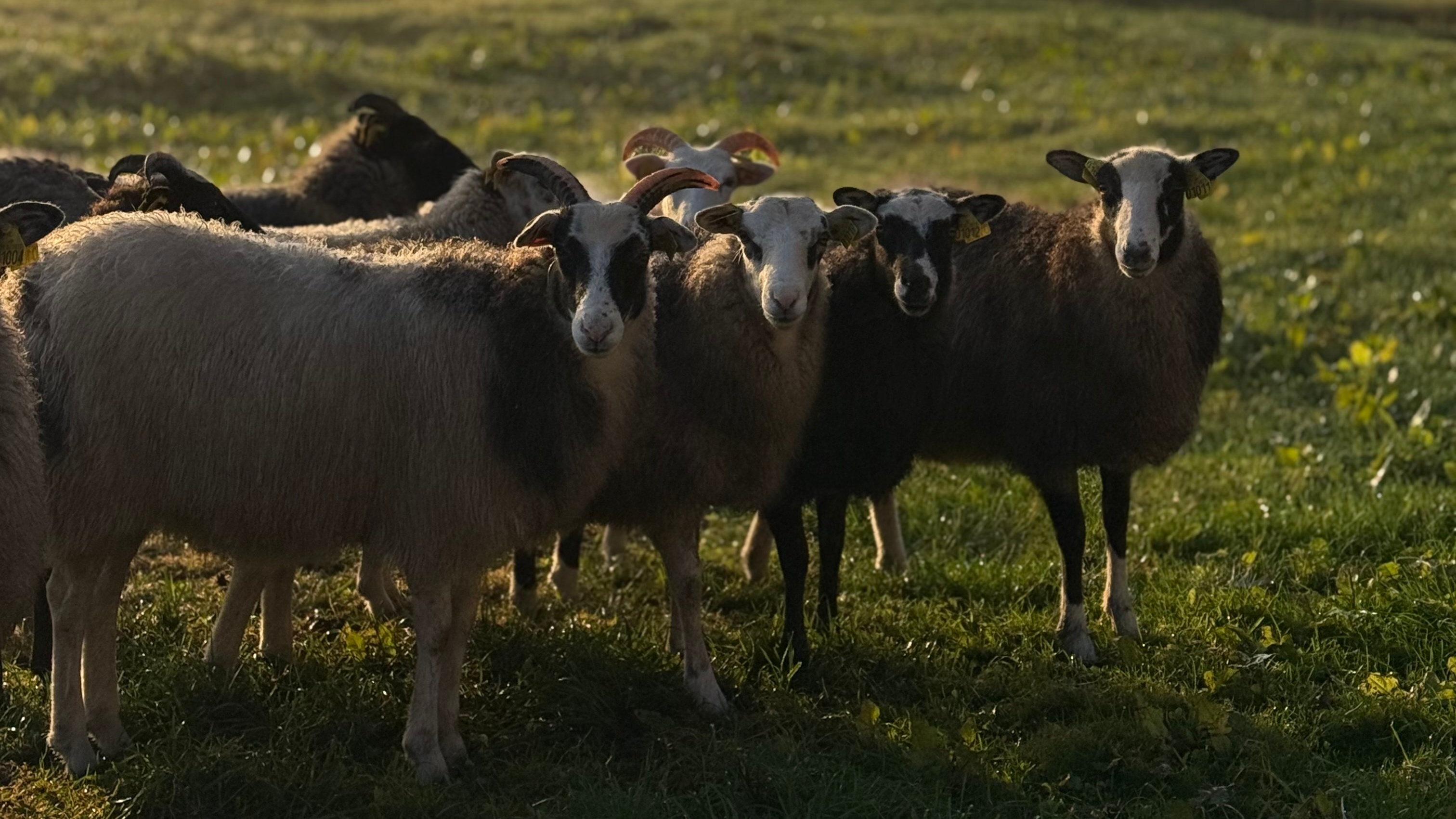 Sheep on golden-lit grass