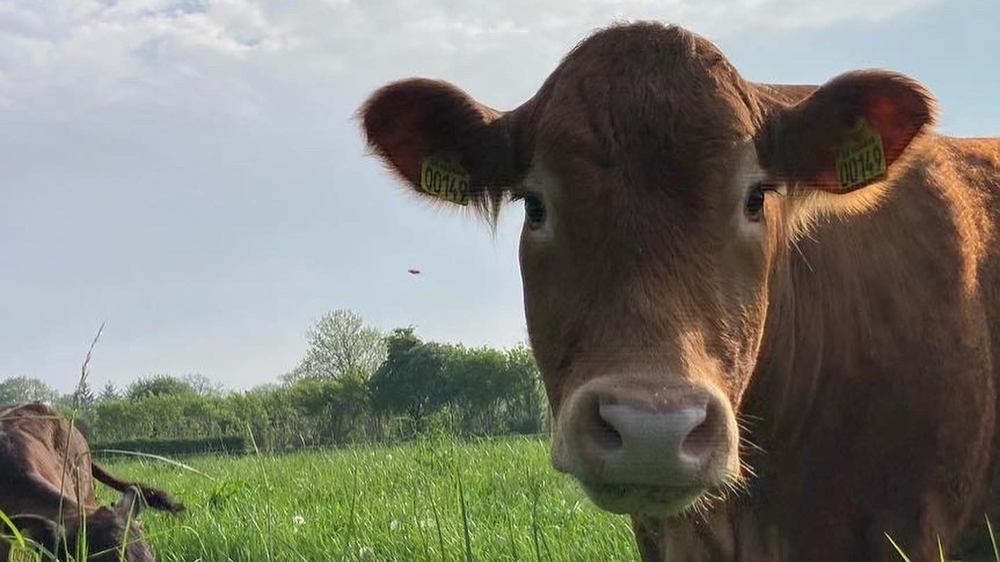 Cattle at Ravnsminde