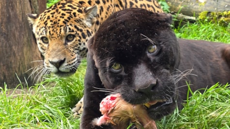Jaguarer i Skærup Zoo