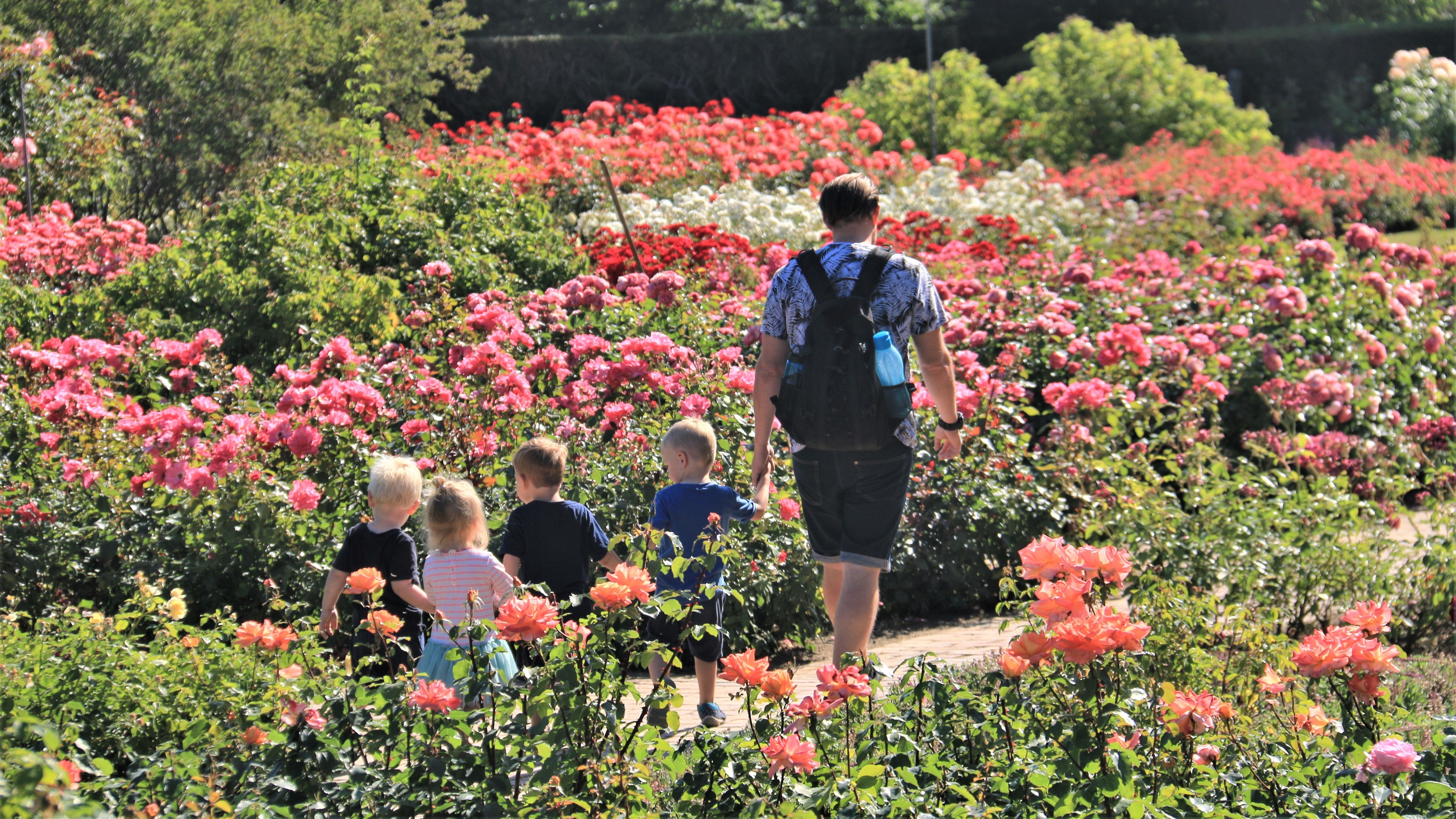 A walk among the roses