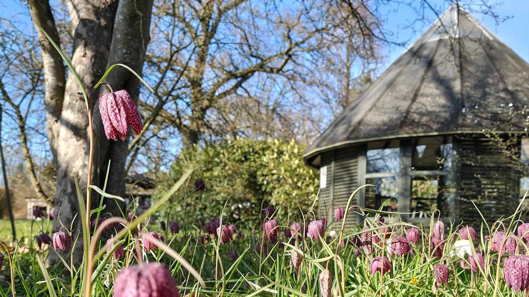Fritillaries by the cabin