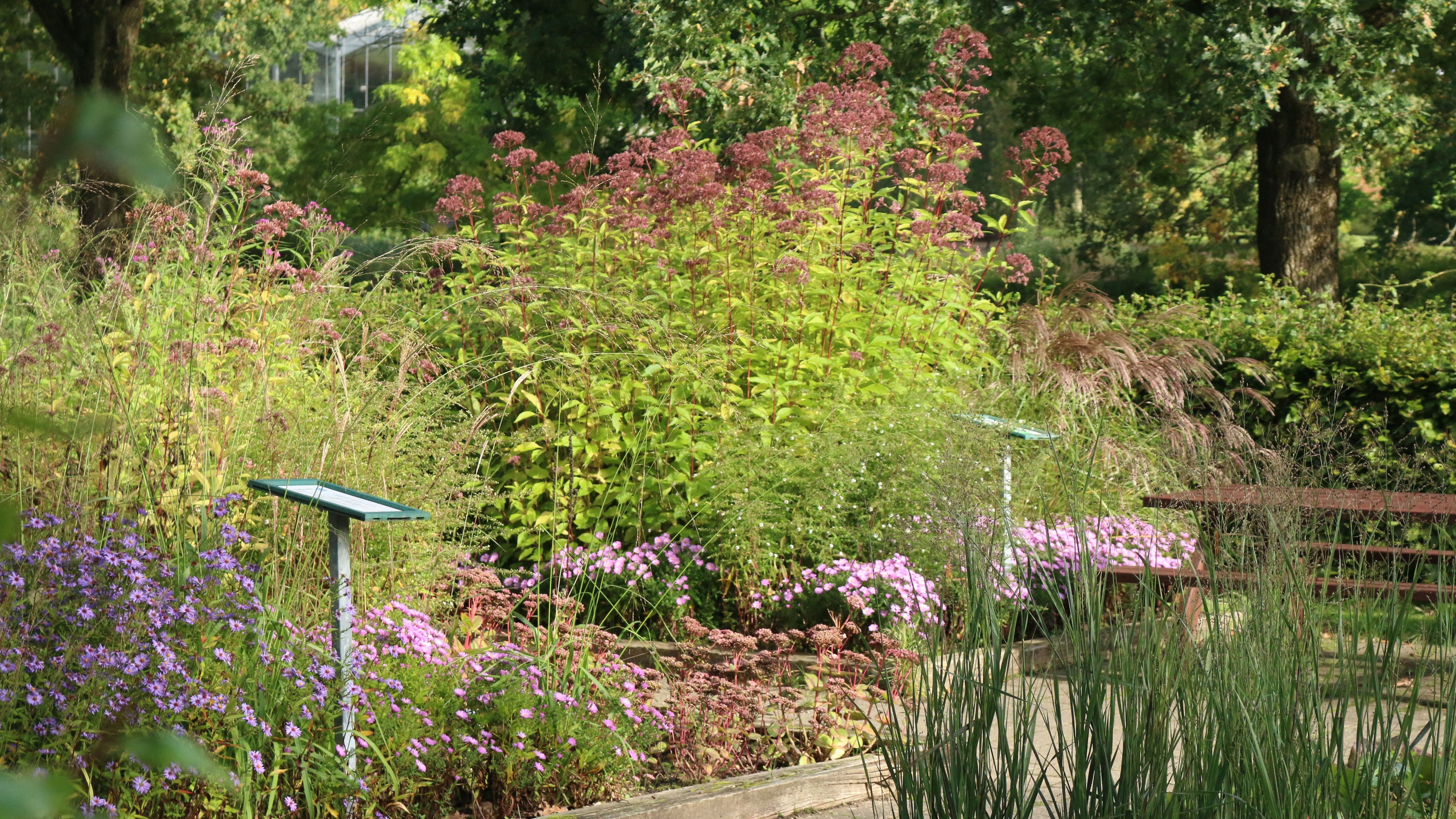Flower beds in bloom