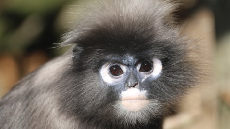 Brillelangur i Skærup Zoo