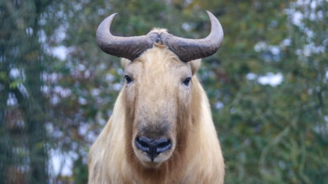 Guldtakin i Skærup Zoo