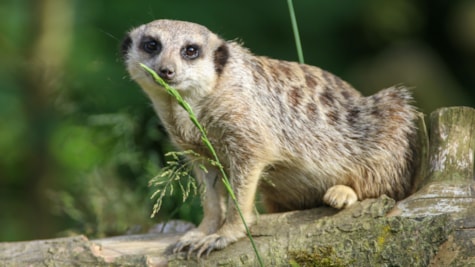 Surikat i Skærup Zoo