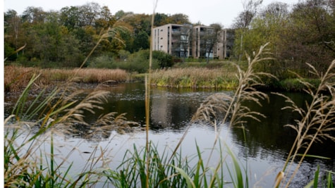 Bypark i Kolding _ sø