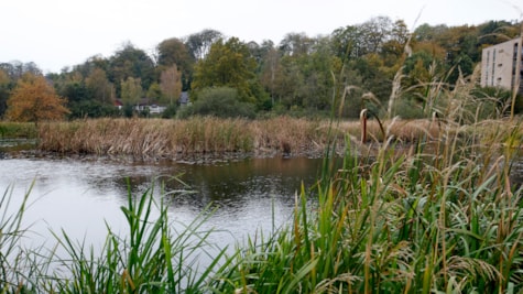 Bypark i Kolding _ sø