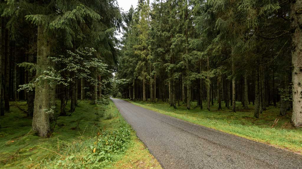 Hampen Lake and Palsgård Forest Walks