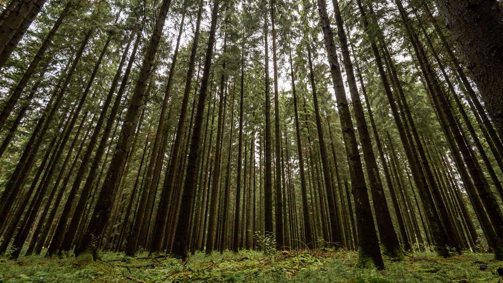 Hampen Lake and Palsgård Forest Walks