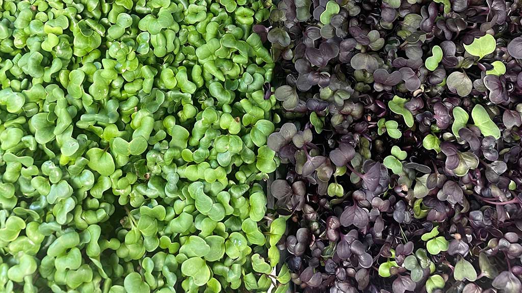 Højhuset Kulturhotel