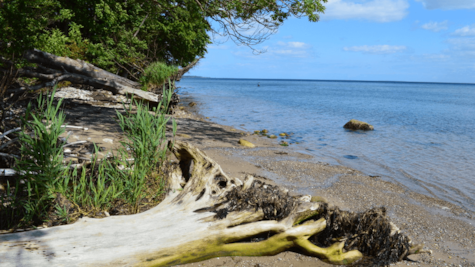 Væltede træer ved Stenhøj Strand