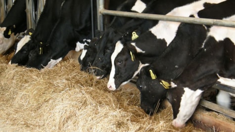 Молочні корови їдять солому в данському музеї Фергюсона