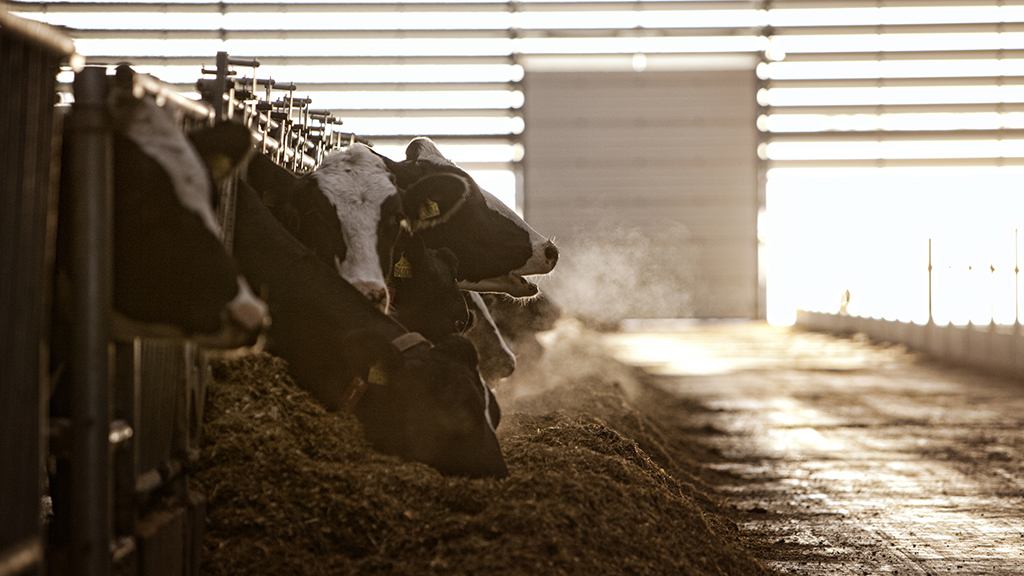 Cows are eating in the barn at Vejlskovgaard Dairy