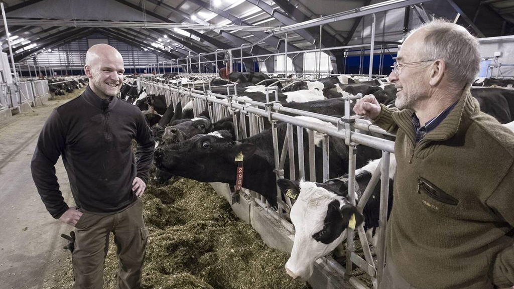 Cows in the barn at Vejlskovgaard Dairy