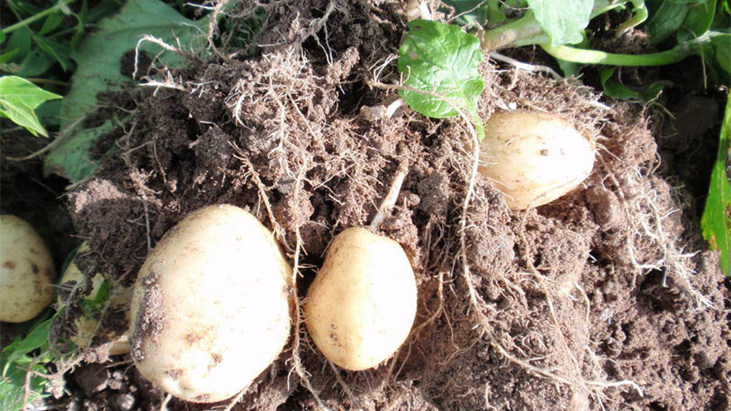 Newly dug potatoes