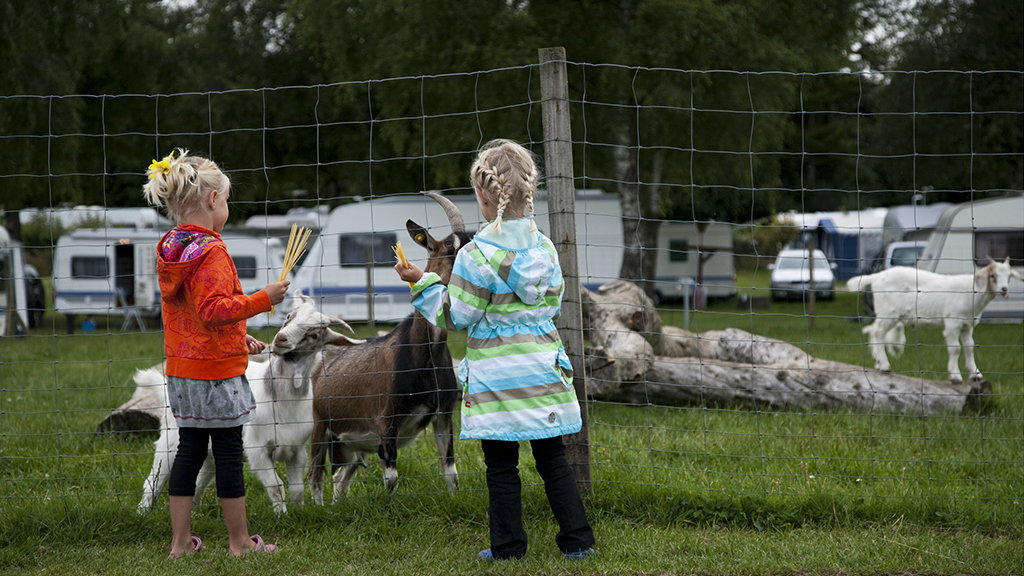 Two children feeding goats with spaghetti at Elite Camp Vestbirk.