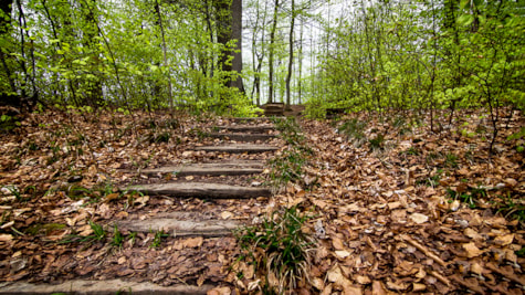 Дерев'яні сходи на схилі в лісі Клоккедал біля Хорсенса