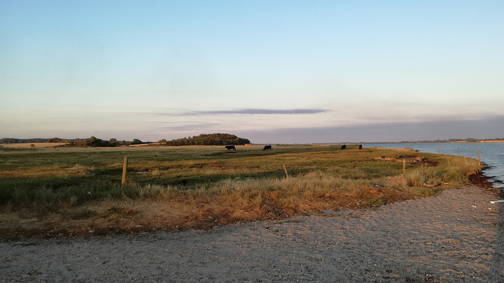 Brigsted Beach and fields with cows