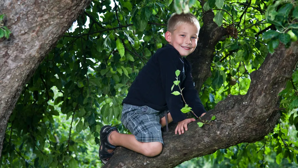 Lille dreng klatrer i træ i Bygholm Park i Horsens