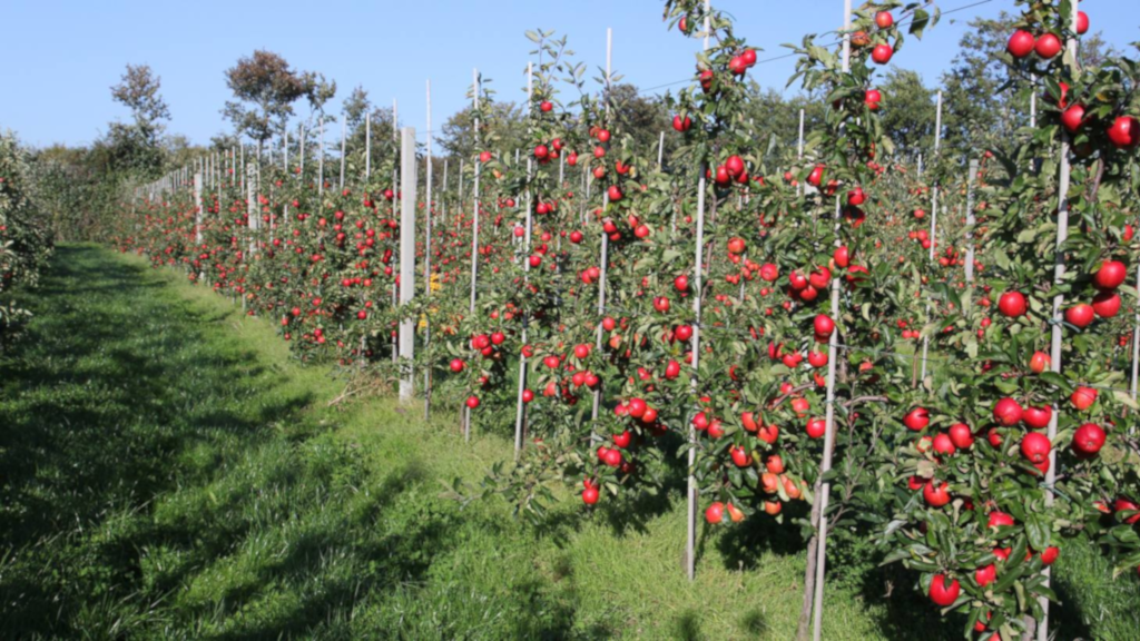 Apple trees at Karensminde Frugtplantage
