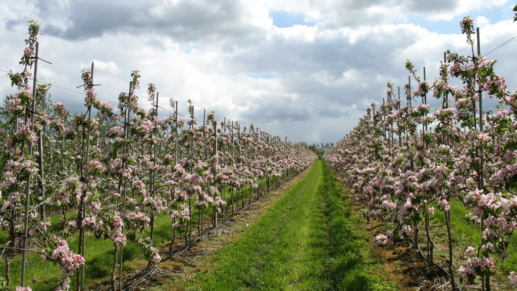 Cherry trees in bloom at Karensminde Frugtplantage