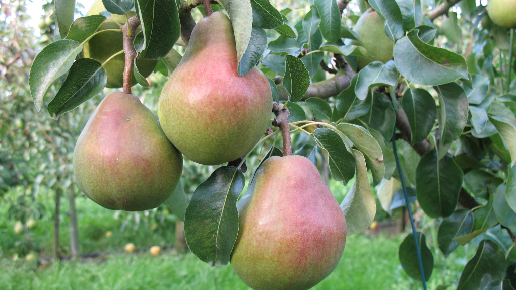 Pears are hanging on a tree at Karensminde Frugtplantage