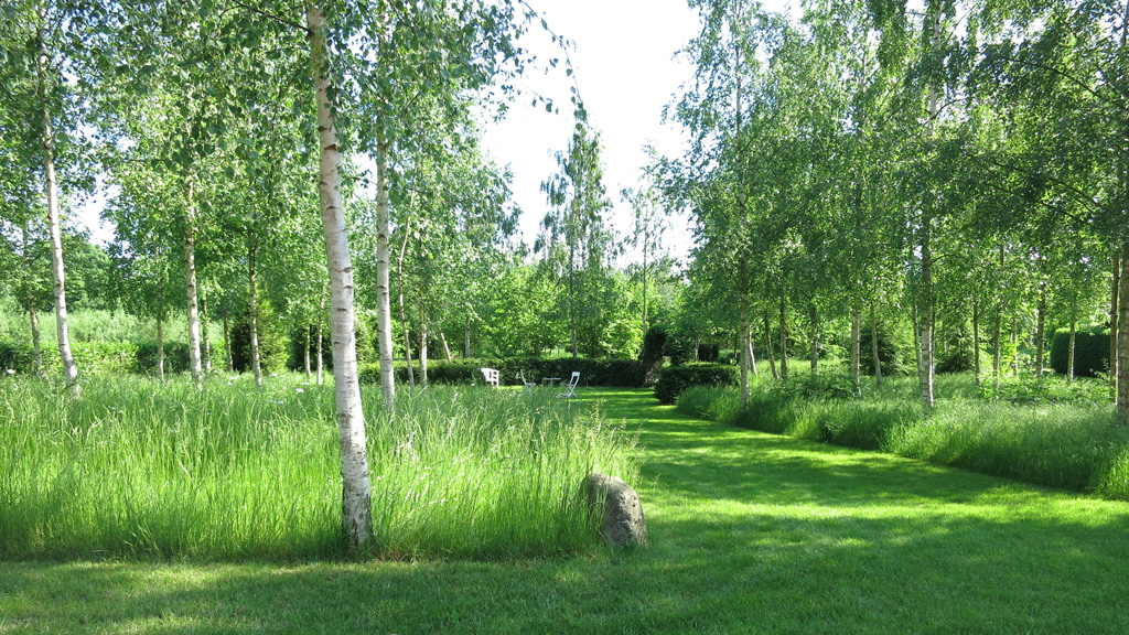 Garden with birch trees at the Gæstehus B&B in Haldrup