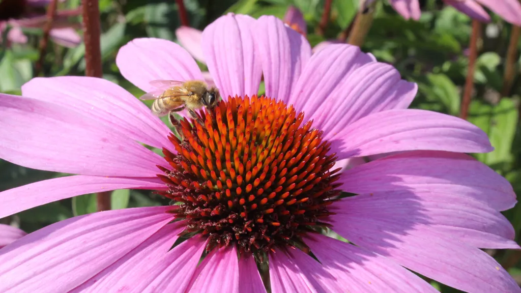 The bee in bloom at Økologiens Have.