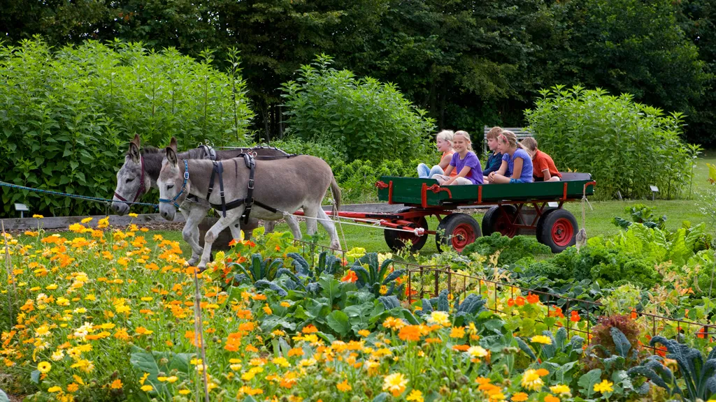 Donkey cart rides at Økologiens Have.