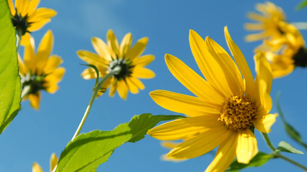 Yellow flowers at Økologiens Have.