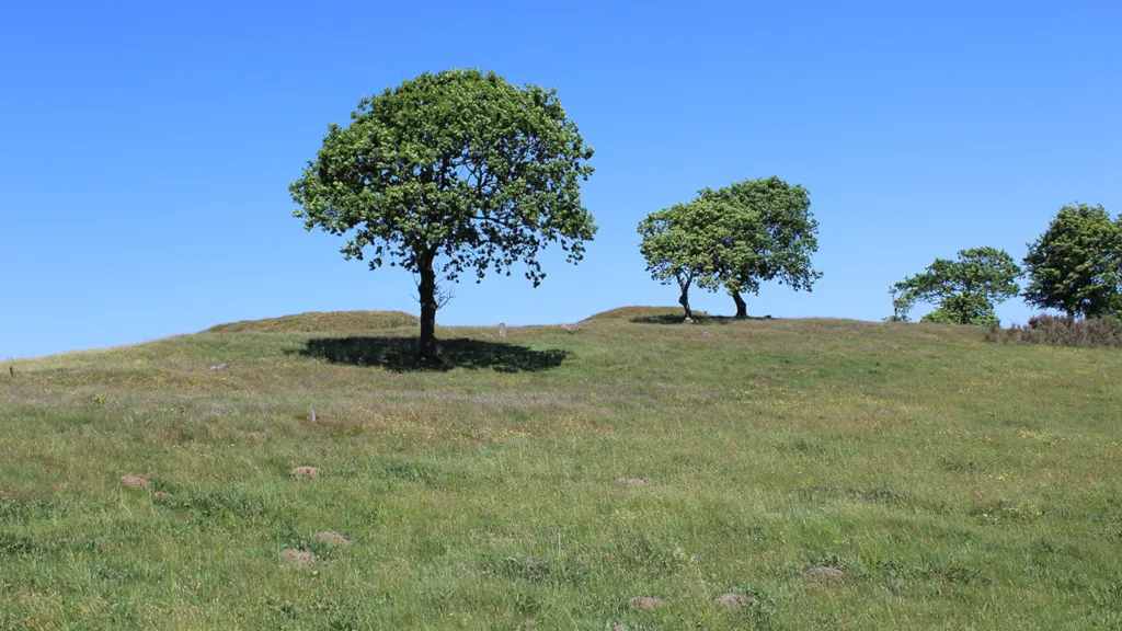 Trees on the hills at Slaggård Banke