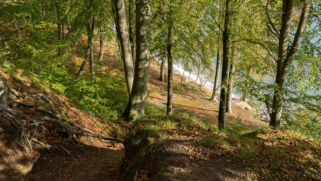 Autumn in Staksrode Forest