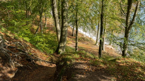 Efterår i Stakrode Skov