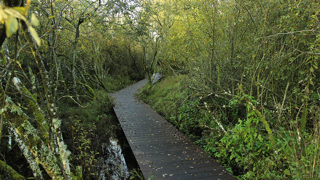 One of the boardwalks that go through Uldum Marsh.