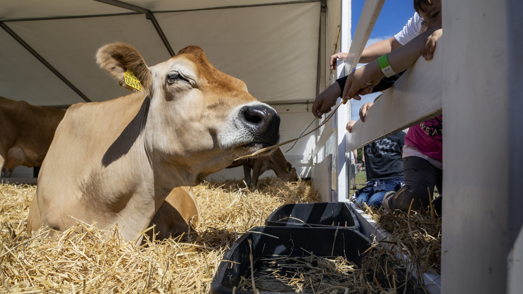 Children petting a cow at the agricultural fair in Horsens