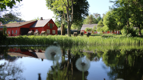 Mælkebøtter i forgrunden ved Klostermølle ved Gudenåen