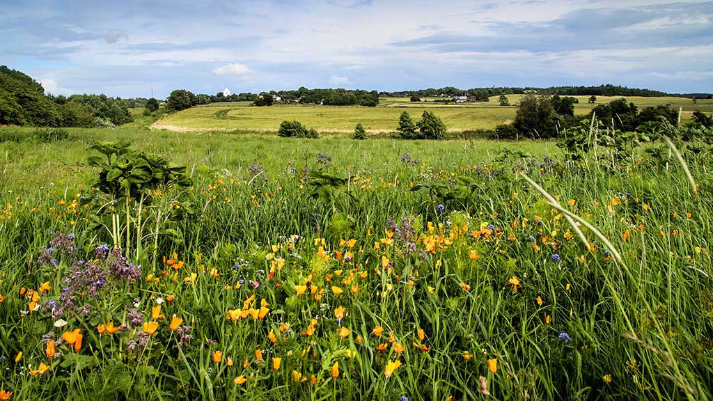 Meadow flowers in a field near Søvind