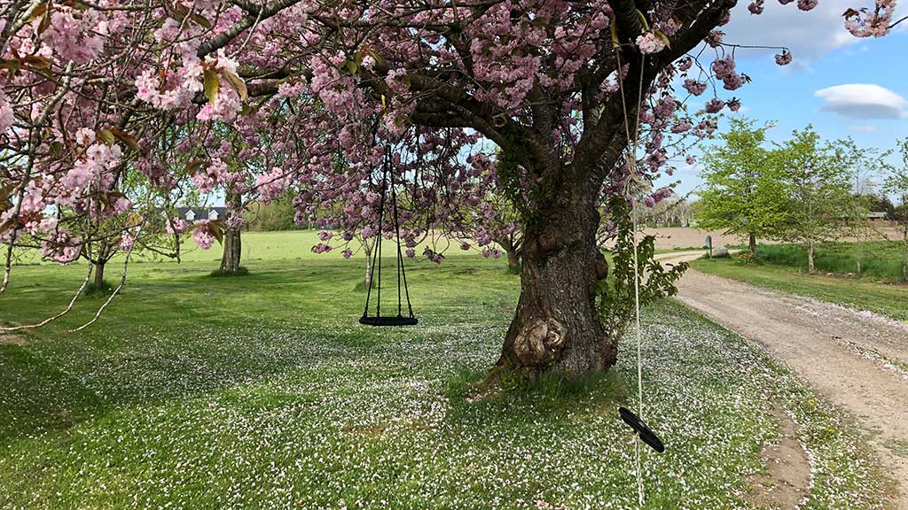 Swings hanging from a cherry tree in bloom