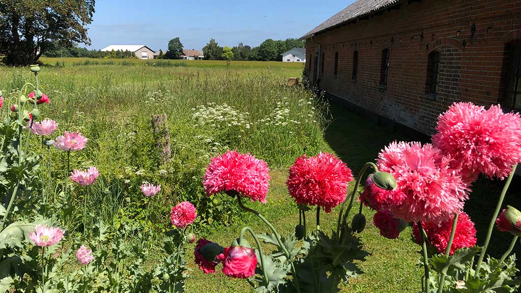 Flowers in the garden at the Karensdal farm