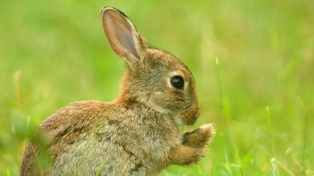 Rabbit sitting in the grass on Endelave