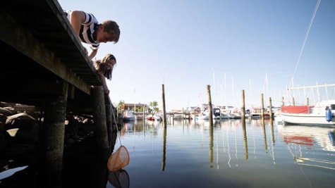 двоє дітей ловлять рибу рибальськими сітками з набережної гавані