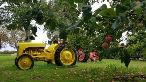 Жовтий і червоний трактор біля яблунь у музеї Фергюсона в Данії