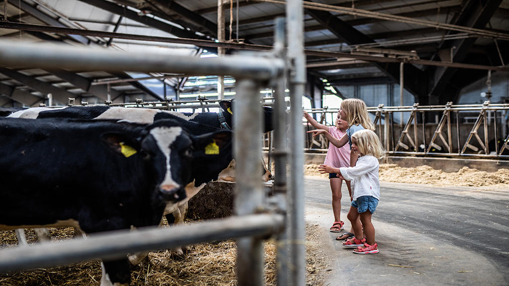 Two little girls are looking at cows in the barn at Vejlskovgaard Dairy