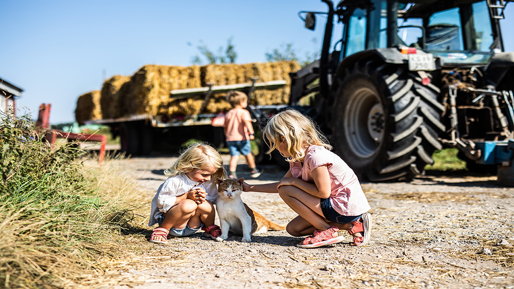 Two little girls are petting a cat in front of a tractor at Vejlskovgaard Dairy