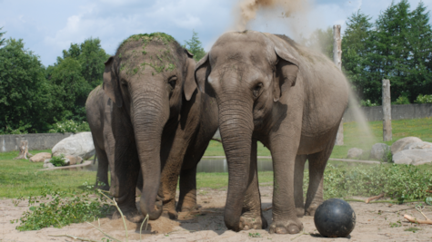 Elefanter i Givskud Zoo