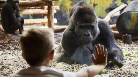 Dreng kigger på gorilla i Givskud Zoo