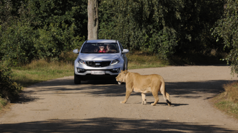 Løve passerer bil i safariparken i Givskud Zoo
