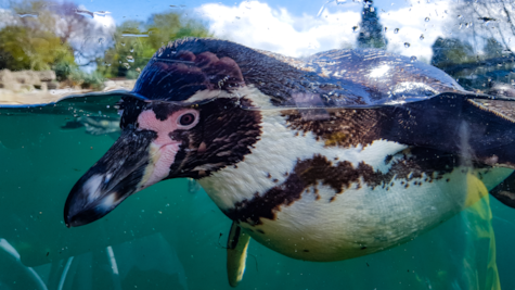 Pingvin svømmer i Givskud Zoo